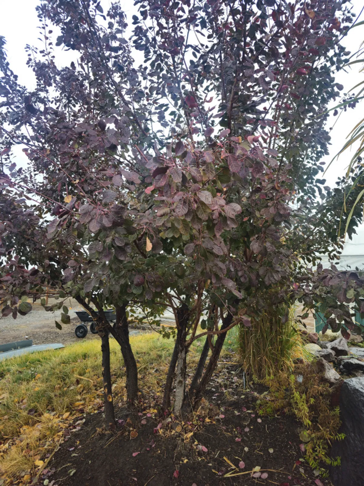 A peaceful outdoor scene featuring an ornamental tree with colorful leaves surrounded by greenery, evoking the beauty of changing seasons. The setting is tranquil, making it ideal for leisurely walks and quiet reflection amidst nature.