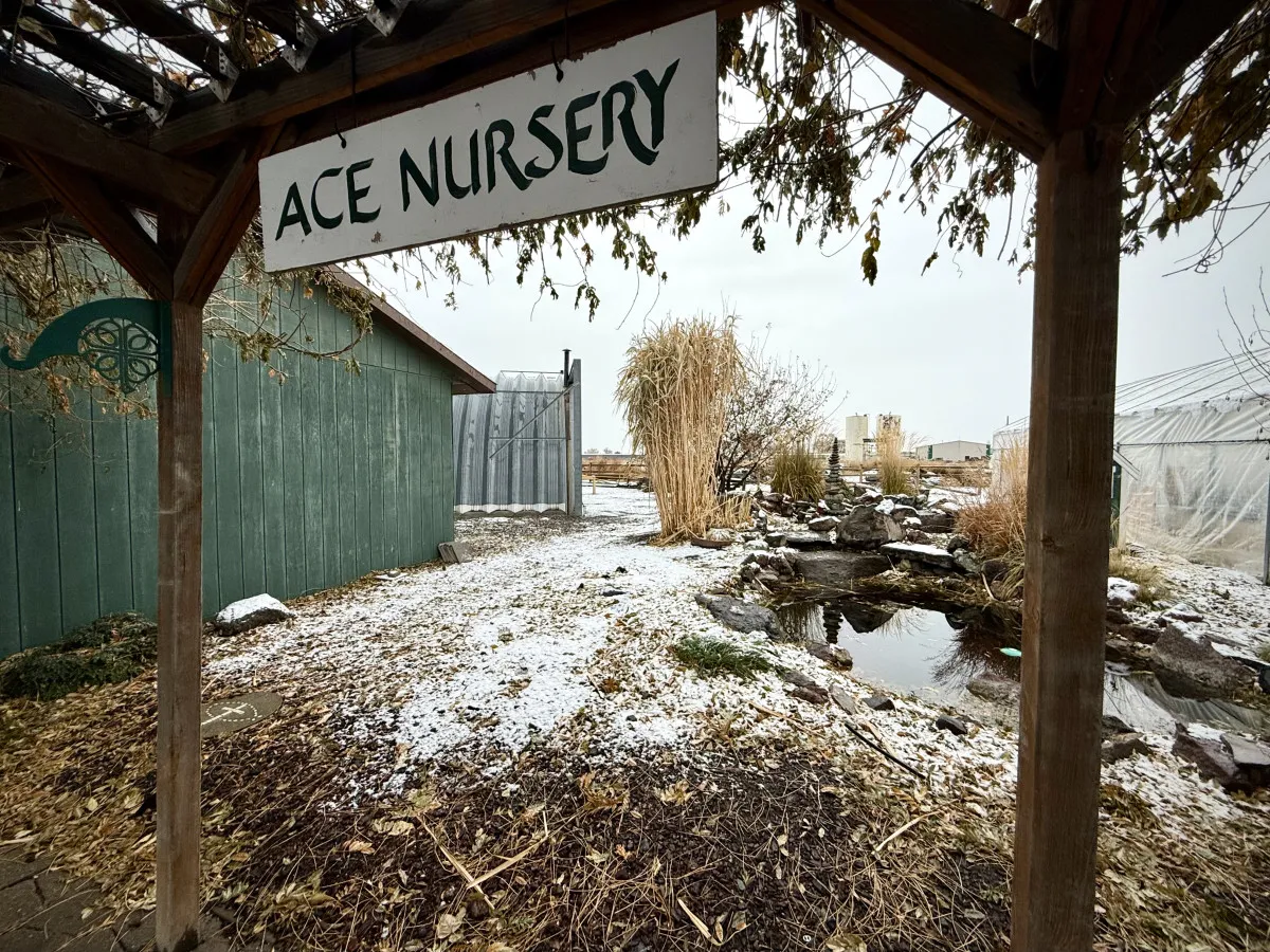 A tranquil scene outside the ACE NURSERY, featuring a welcoming sign, a peaceful pathway, a reflective pond, and a greenhouse, all surrounded by nature. The serene atmosphere is enhanced by soft natural light and an overall sense of calmness.